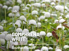 Gomphrena White Seeds, Heirloom Globosa Flower, USA Grown