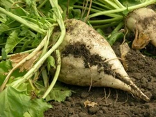 Beet Seed:  Sugar Beet Seeds.  Fresh Seed
