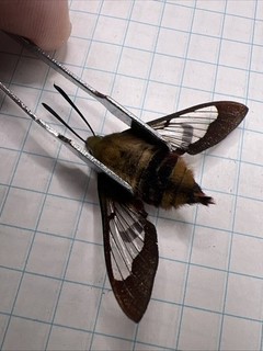 Sphingidae Hemaris thysbe? SPH 063 Collected 2025 Sk Canada