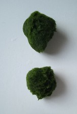 2 kleine Mooskugeln (Aegagropila linnaei) Größe ca. 3 - 4 cm