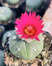 10pcs Rare Cacti   Astrophytum asterias WYSIWYG seedgrown Decor Sale