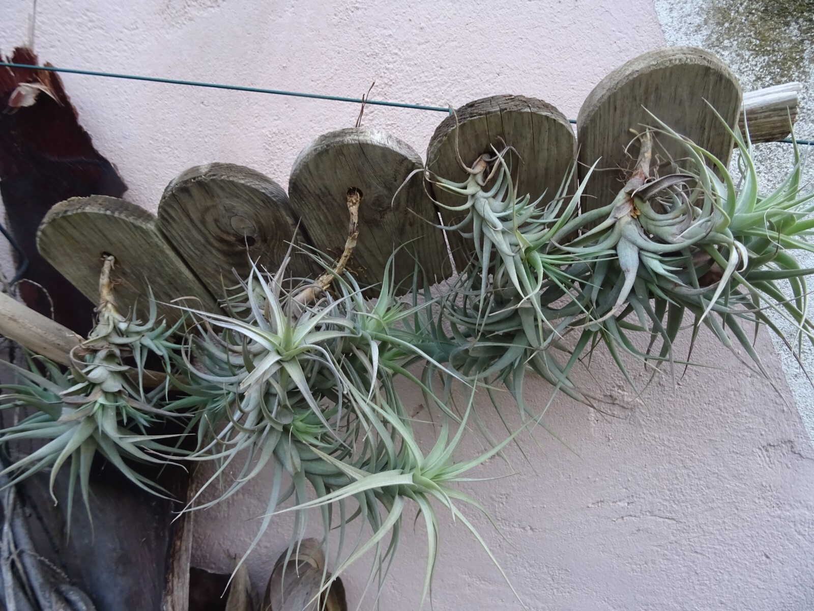 Tillandsia fille de l air sur bois plante facile sans entretien