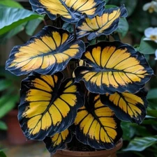 25+ Sunburst Calathea Seeds for Garden Planting - USA - FREE SHIPPING!