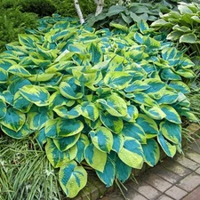 1 - HOSTA TOKUDAMA FLAVOCIRCINALIS Bare Root Perennial Plant * Loves Shady Areas