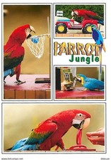 Animaux - Oiseaux - Perroquet