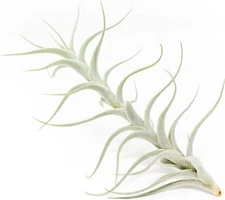 Tillandsia Albida 'Minor' Air Plant - Easy Care Indoor Outdoor Home Decor