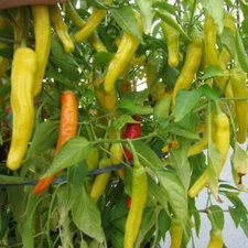 25 SWEET HUNGARIAN PEPPER SEEDS ~ heirloomseedguy ~ 2026 ~ NON-GMO