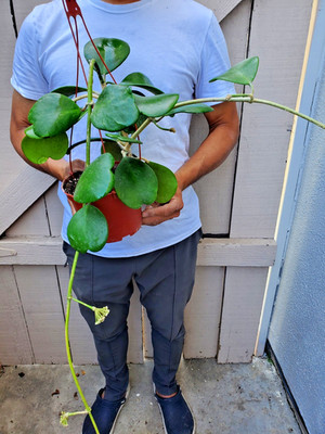 Hoya Kerrii Sweet Heart Hoya with peduncle  -T