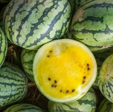YELLOW CRIMSON WATERMELON SEEDS 15+ melons FRUIT AVG WT 10 LBS FREE SHIPPING