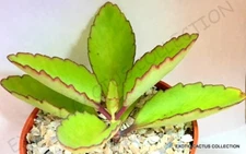 BRYOPHYLLUM PINNATUM kalanchoe pinnata miracle leaf succulent 4" pot plant