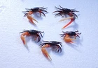 Marine life Crab taxidermy- Fiddler Crab (Uca sp.) - 57x26 - 61x82mm - 5PCS!!!