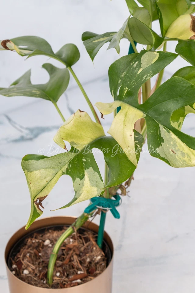 Plantas y esquejes enraizados Rhaphidophora Tetrasperma abigarrados Albo Mini Monst Foto 2 de 4