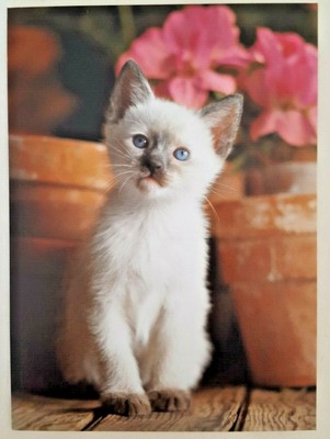 Lot 12 Hallmark Siamese Kitten Blank Note Cards Env 4 X 5