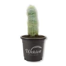 Old Man Cactus - Live Plants in 4 Inch Growers Pots - Cephalocereus Senilis