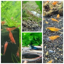 20 + extra Skittle Pack (Red, White, Blue & Orange) Neocaridina Shrimp
