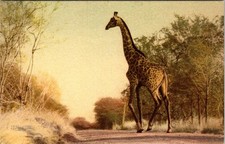 GIRAFFES, Kruger National Park, SOUTH AFRICA Postcard