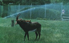 Postcard Animals Sable Antelope South Central Africa Angola To Tanganyika