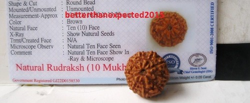 Certified~ 10 Mukhi Rudraksha / Ten Face Rudraksh Java Bead--15-17 mm~Energized - Picture 2 of 3