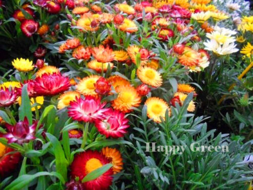 STRAWFLOWER DWARF - TOM THUMB MIX - 800 seeds - Helichrysum bracteatum - FLOWER - Photo 1/4