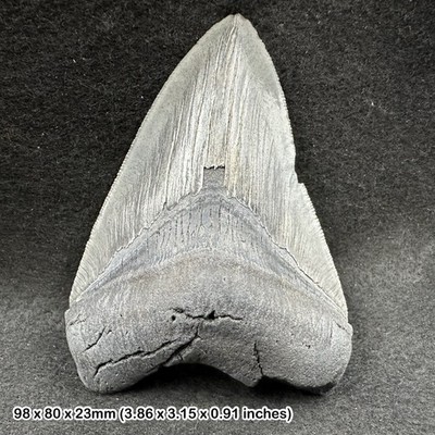 Authentischer Carcharodon Megalodon Fossil Haizahn - Miozän Ära | Florida, USA