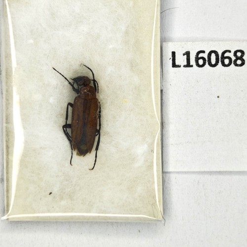 Meloidae, Zonitis sp., A1 - Photo 1/2