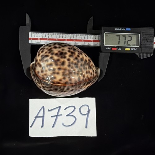 Cypraea Tigris 77.2mm No Collection Data (A739)