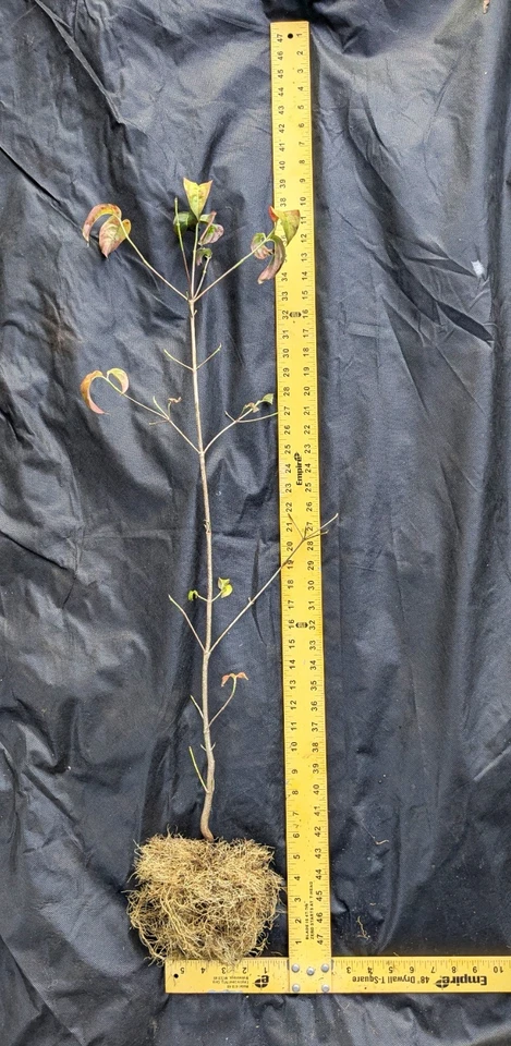 Red Flowering Dogwood Tree 3-4 feet Tall, Bare root, Tree for All Seasons - Image 4 of 4