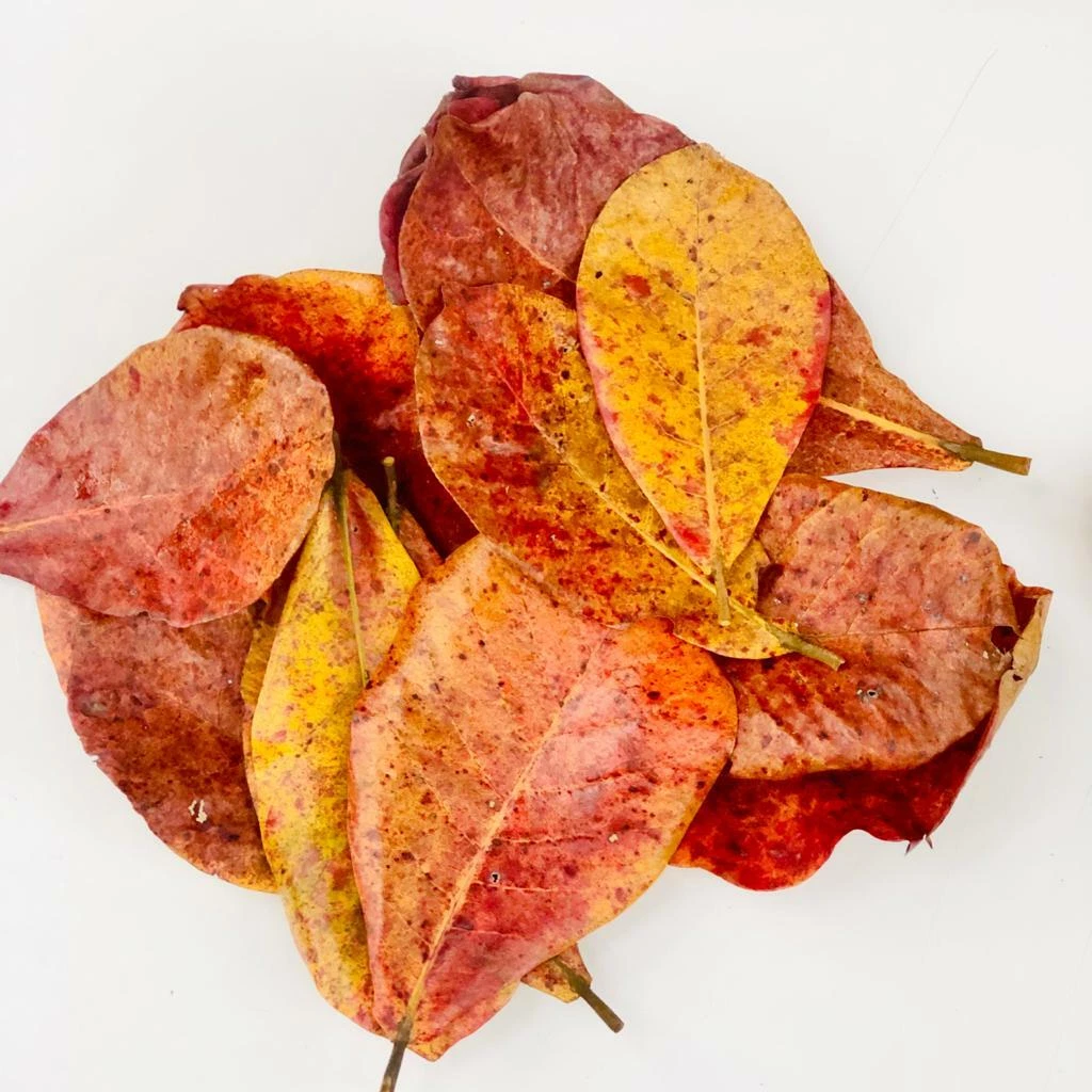 Catappa Leaves Indian Almond Ketapang Leaf Shrimp Betta Fish
