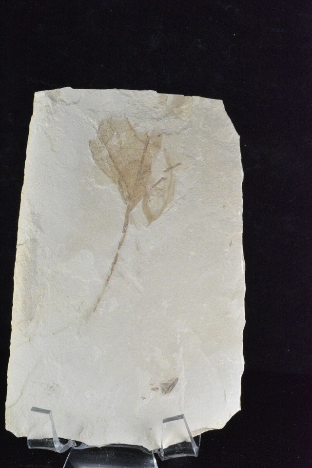 Feather Fossil, leaf, cranefly, Green River Formation, Bonanza, Utah - Image 3 of 4