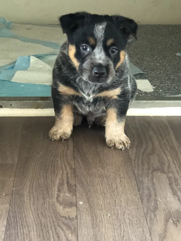 dogs and puppies gumtree