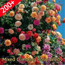 200+ Mixed Climbing Rose Seeds, Heirloom Outdoor Garden Vine for Home Landscape
