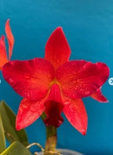 Cattleya Ctt. Miracle Of Mine ‘Joy In Life’ HCC/AOS Red BS Orchid Eros 5.5” Pot