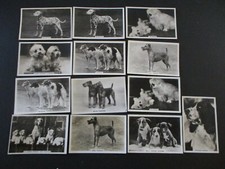 Original Cigarette Tobacco Cards Senior Service 1939 Dogs