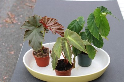 Begonias Listada, Green Snowballs, and Jumbo Jet