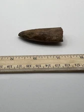 Tyrannosaurus T REX 2.25” African Carcharodontosaurus REAL FOSSIL CS 114