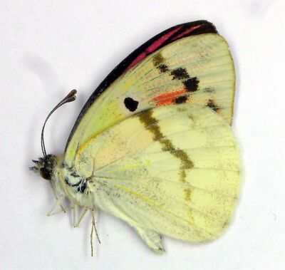 Colotis zoe male  (Pieridae)  