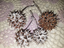 50 Sweet Gum Pods with snow for crafts