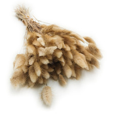 Getrockneter Lagurus - Lagurus ovata - naturbelassen