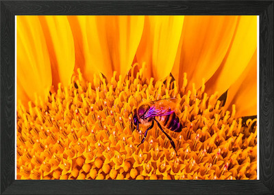 Save me! Framed Wall Art Poster Canvas Print Picture