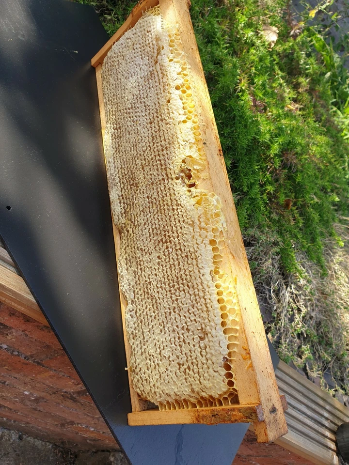 Raw Honeycomb Full Frame (2.3kg ) 2025 NEW HARVEST - ORGANIC HONEY- Acacia - Image 2 of 4