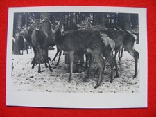 Postkarte Ansichtskarte Wald Schnee Landschaft Tiere Hirsch Rehe Winter Foto alt