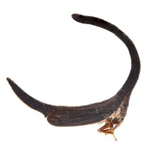 Spongophorus ballista | MEXICO | AS PICTURED | A1