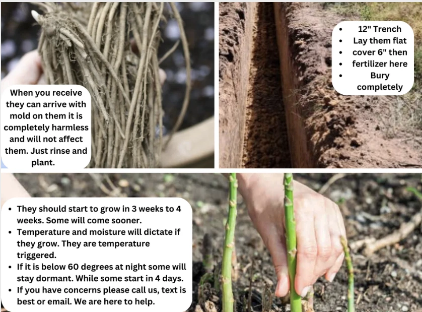 10 Purple Passion Live Asparagus Bare Root - 2yr Crowns - Hand Picked Nursery - Image 2 of 4