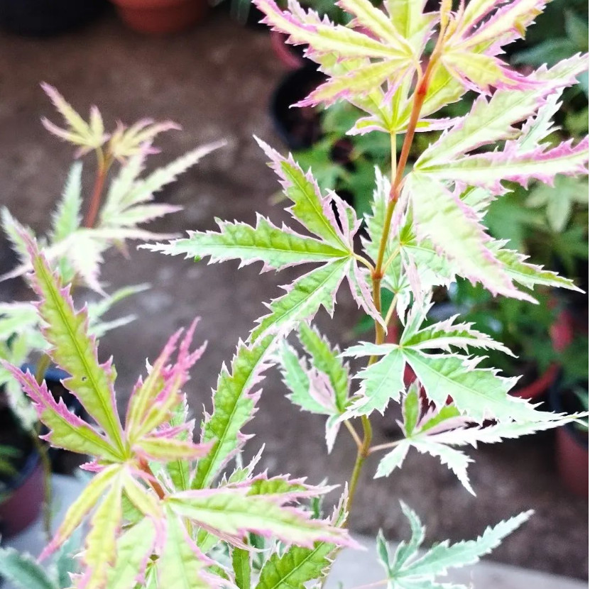 Erable du Japon - Acer Palmatum "Butterfly" Pre Bonsai plante en pot 10cm