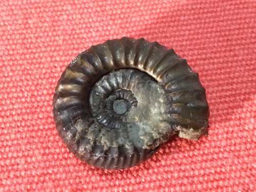 fossile d'ammonite en pyrite du toarcien origine Doubs France, traité - Imagen 2 de 5