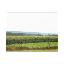 Cornfield Landscape with Trees on the Horizon Full Color Matte Canvas Stretched