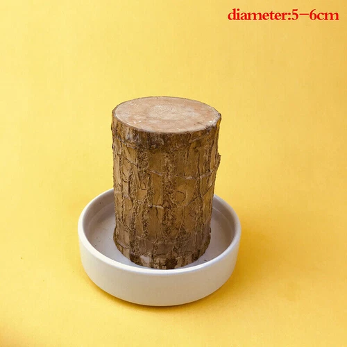 Groot Green Plant Brazilian Wood Water Raise Lucky Wood Potted Small Tree Peo UK - Picture 16 of 19