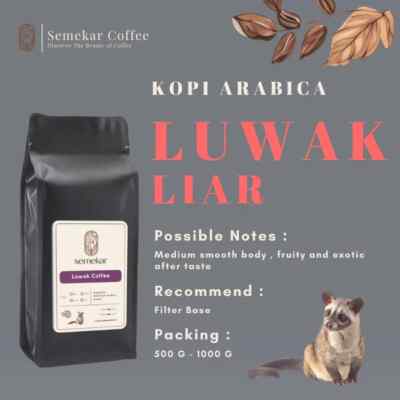 LUWAK LIAR ACEH GAYO