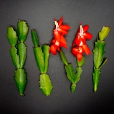 4 Cutting  - Red "Thanksgiving" Cactus Schlumbergera Truncata