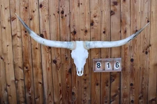 HS816 - 4' 8" STEER SKULL ART POLISHED LONG HORNS MOUNTED COW BULL LONGHORNS